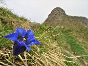 69 Genziana di Koch (Gentiana acaulis) con vista verso il Triomen